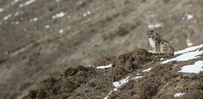 snow leopard